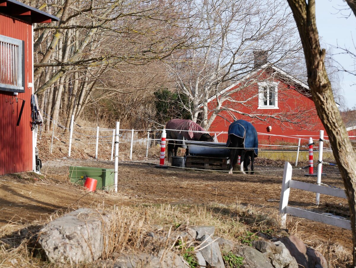 Hästar och ridverksamhet vid Ekebyhovs slott